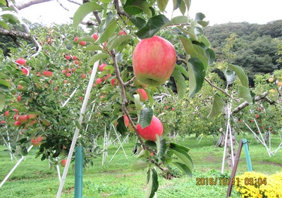 りんご-aIMG_0644.jpg
