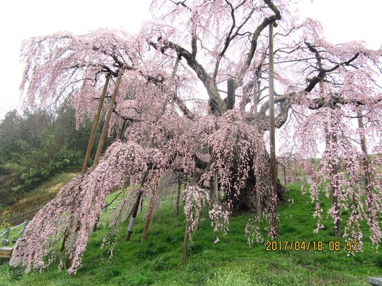 滝桜a-2IMG_1025.jpg