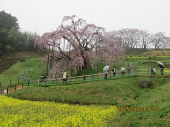 滝桜a_1022.jpg